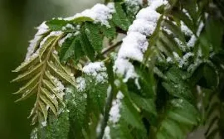Colorado Schools Close Wednesday as Snow Storm Weather Forecast Colorado Worsens