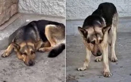 Woman Tucks In German Shepherd Koda, Then Seeks Feeding Advice