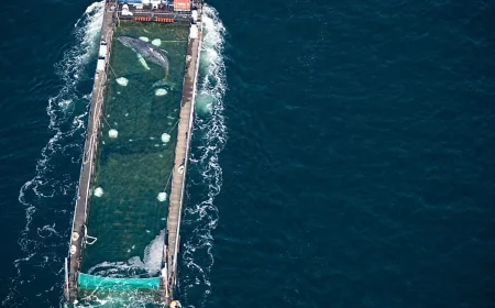 Tracker Failure Follows €1.5m Timmy Humpback Whale Rescue