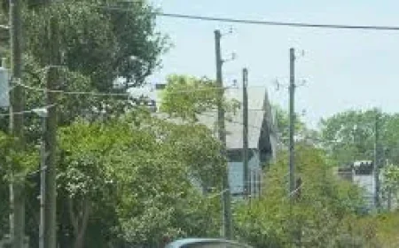 Dominion Energy Begins Removing Nearly 200 Palmetto Trees