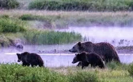 Yellowstone Keeps Closures After May 4 Grizzly Bear Incident