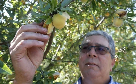 California Peach Tree Removal: 420,000 Trees Face Destruction