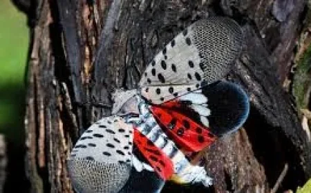 Ontario Wineries Warn 12 Lantern Fly Finds Threaten Vineyards