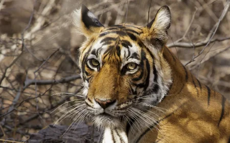 Facebook Fuels 75% of Nearly 22,000 Endangered Animals Ads