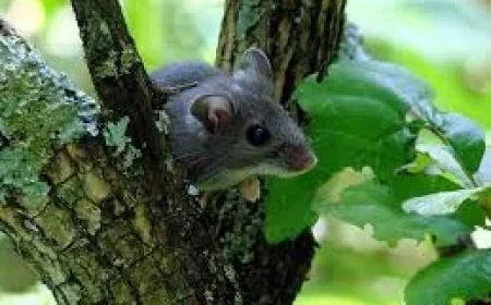 Dr. Bryce Warner pushes VIDO hantavirus treatment work in Grey Bruce County