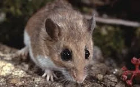 Hantavirus Symptoms In Cruise-Linked Outbreak Spark New Health Warnings