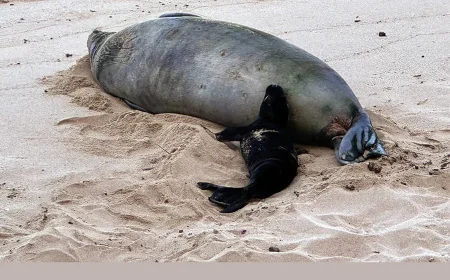 Seattle Man Detained After Monk Seal Rock Throw Investigation