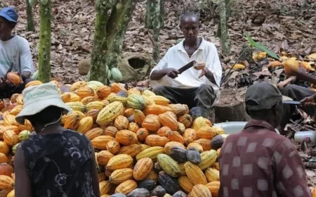 Abbey Pushes $1 Billion Ghana Bond Plan for Cocoa