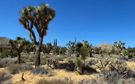 Ochoa Bogh Advances 2 Joshua Tree Bills, SB 1063 Fails