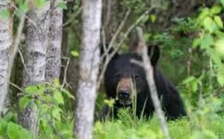 Points North Bear Attack Kills 25-Year-Old Man