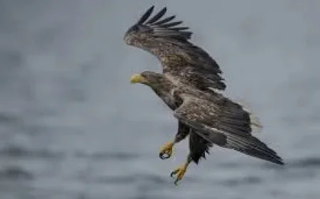 Natural England Approves White-tailed Eagle Reintroduction Exmoor