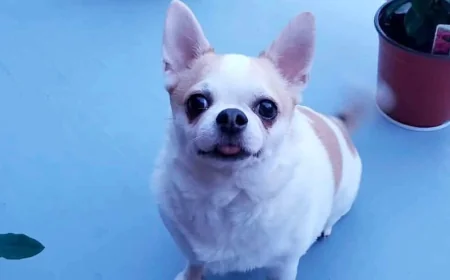Montréal signale un premier décès de Parvovirus Chien chez un chihuahua