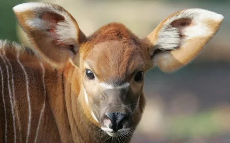 Denver Zoo Announces Bongo Birth, Welcomes Female Calf