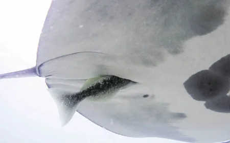 Yeager Documents Manta Rays and a Remora's Cloacal Entry
