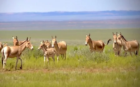 Khulan Return to Mongolia After 65 Years of Railway Barrier