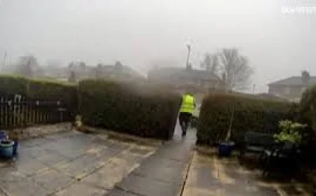Catalin Stancu Gets Eight-Week Term for Amazon Driver Cat Theft Elland