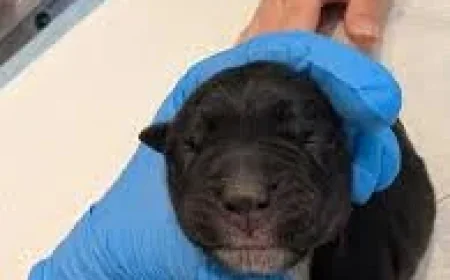 Rspca probes 11 abandoned puppies after three die in Snowdon Park