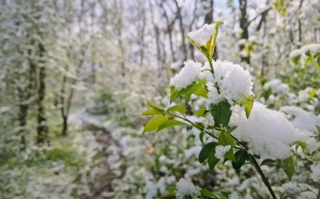 Environment Canada Warns Calgary of 20 cm Snow Before Long Weekend