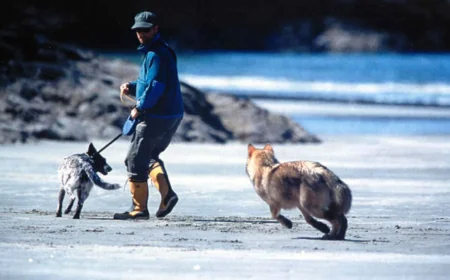 Parks Canada keeps Long Beach dog ban to Green Point Rocks — Chek News