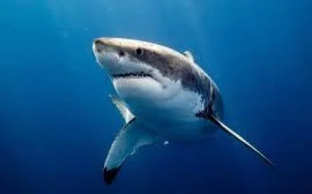 Rottnest Island shark attack leaves man in his 30s critical