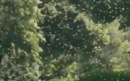 White House Bees Swarm North Lawn After New Colonies Added