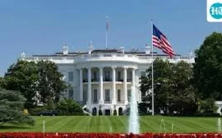 Thousands of Bees Swarm White House North Lawn, Move Into Tree Hive