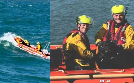 RNLI volunteer rescues dog from rocks in Ilfracombe — Ilfracombe Lifeboat Dog Rescue