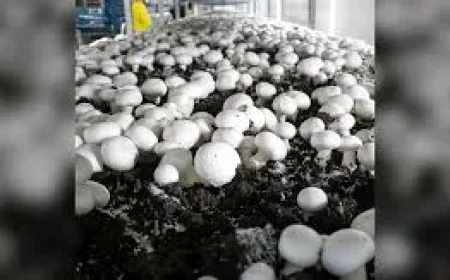 Commerce backs 1.62% to 4.97% Canadian Mushroom Us Tariffs