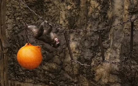 Monkey arrests at Japanese zoo raise questions over Punch enclosure
