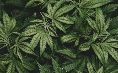 Scientists Advance Hemp-Derived Plastic for Plastic Pollution Alternatives