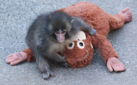 2 US nationals arrested after Punch The Monkey zoo stunt in Ichikawa