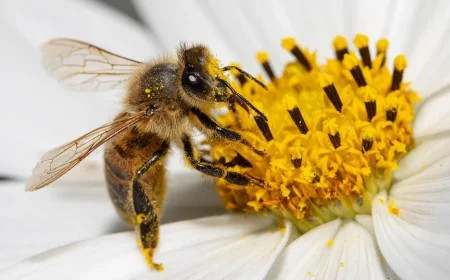 Western Australia celebrates 8am World Bee Day in Perth CBD