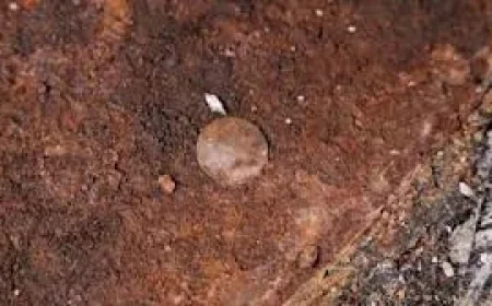 Andrew Baines links six finds to Hms Victory Mast Coins