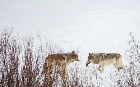 Wyoming Game And Fish cuts 2026 wolf cap to 22 in Yellowstone area