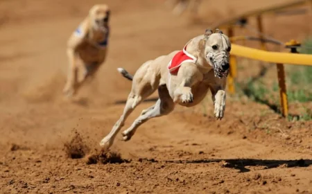 Dr Rebekah Eyers Pushes Greyhound Ban After 1,064 Injuries in SA