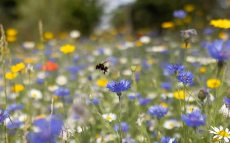 Aberdeen Pollen Count Shows Moderate Levels on Saturday, May 23