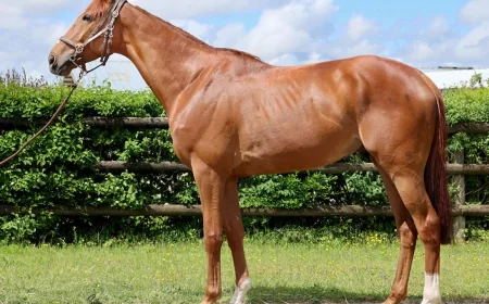 Dan Skelton Spends €500,000 On Isaac Of York And £360,000 Kaiser Ball