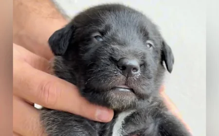 Marina Livery watches Athena grow into giant dog in 5 months — The Dodo