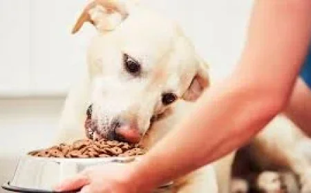 Allprovide recalls 1,500 pounds of Pet Food over plastic risk