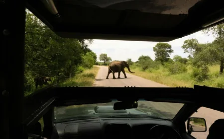 Kera Johnson Filmed Safari Jeep Elephant Charge in Yala