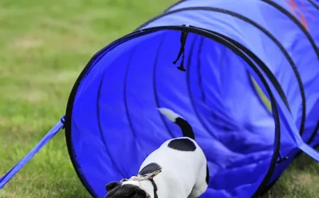 Highfield House postpones Sunday May 25 dog show — Swindon Weather