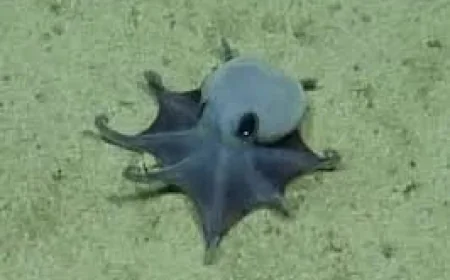 Scientists identify tiny Octopus near Darwin Island in 2015 find