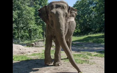 Bronx Zoo euthanizes Elephant Happy at 55 years old