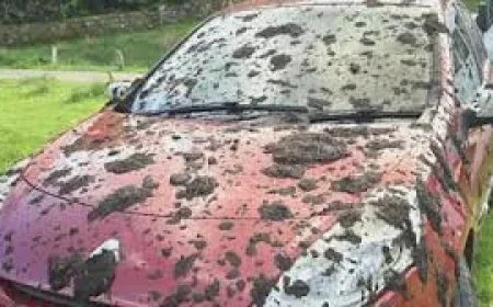 John Atkinson Slurry Covers Dozens of Cars Near Rydal Water