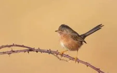 RSPB records 264 Dartford Warbler pairs across 14 sites