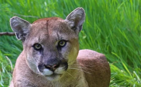 Santa Monica Police Respond to Mountain Lion Santa Monica Backyard Sighting
