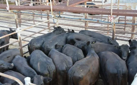 Cattle markets surge after rain in NSW and Queensland