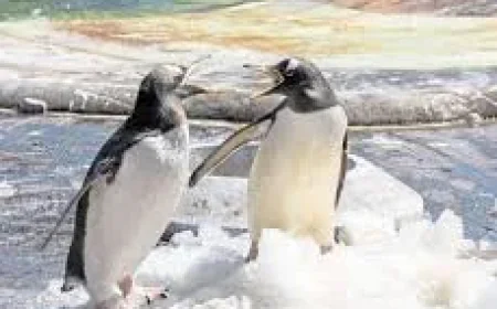 Marwell Zoo uses frozen blood ice blocks to cool London big cats