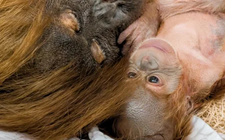 Hesty’s baby boy arrives at Denver Zoo, a conservation gain