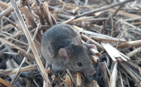 Cosgrove Says Australia Mouse Plague Farmers Face 14,000-Hectare Losses